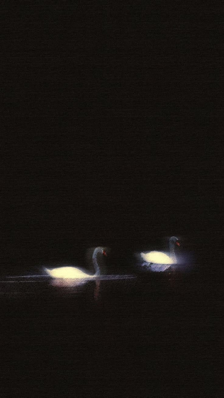 Midnight Collection